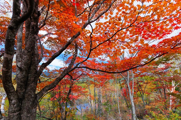 El aire puro natural de los bosques, campos y montañas, esculpido por perfumistas de élite